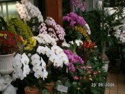 「オザキ・フローリスト」　（青森県弘前市）の花屋店舗写真2